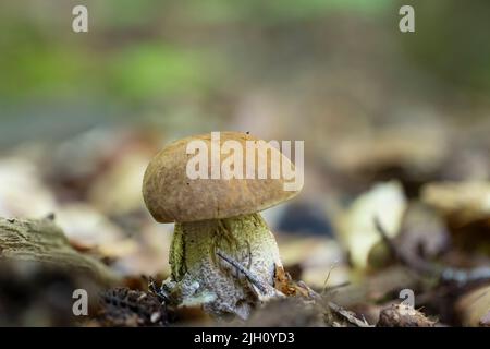 A young thick Leccinellum pseudoscabrum mushroom in the summer Stock Photo