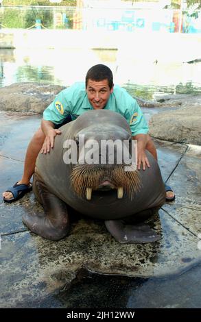 ADAM SANDLER, 50 FIRST DATES, 2004 Stock Photo