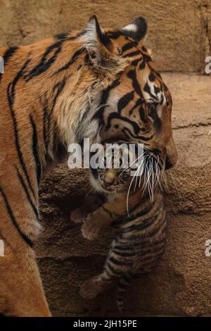 ZSL London Zoo, UK. 13th July 2022.  ZSL London Zoo welcomed 3 critically Endangered Sumatran tiger cubs on 27 June 2022.   The 16 day old triplets can be seen in the Zoo's Tiger Territory with doting parents, Dad Asim and Mum Gaysha.  Amanda Rose/Alamy Live News Stock Photo