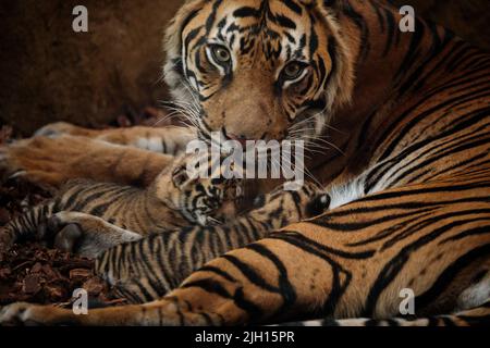 ZSL London Zoo, UK. 13th July 2022.  ZSL London Zoo welcomed 3 critically Endangered Sumatran tiger cubs on 27 June 2022.   The 16 day old triplets can be seen in the Zoo's Tiger Territory with doting parents, Dad Asim and Mum Gaysha.  Amanda Rose/Alamy Live News Stock Photo