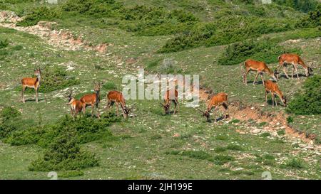 A herd of deer grazes on a mountain slope Stock Photo