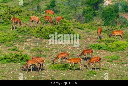 A herd of deer grazes on a mountain slope Stock Photo