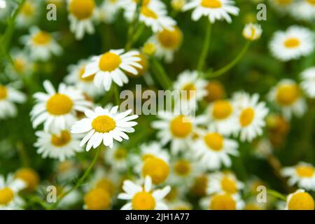 Many chamomile flowers in a fragment of a meadow, summer view Stock Photo