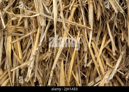 Close-up of damaged and dry hay, straw texture Stock Photo