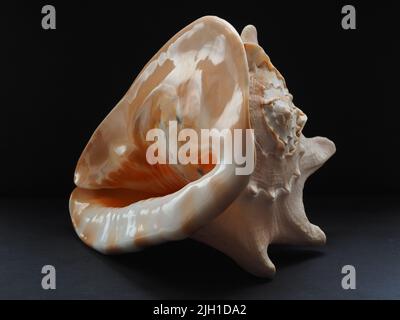 Sea shell, close-up, isolated on a black background. Stock Photo