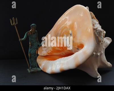 Sea shell, close-up, isolated on a black background. Stock Photo