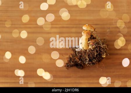 variegated bolete on wooden background Stock Photo