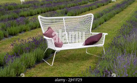 White bench in a lavender field with selective focus Stock Photo