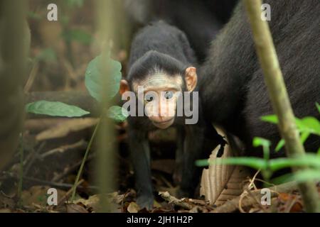 A curious infant of Sulawesi black-crested macaque (Macaca nigra) is moving away from its mother during weaning period in their natural habitat, lowland rainforest in Tangkoko Nature Reserve, North Sulawesi, Indonesia. Weaning period of a crested macaque infant—from 5 months of age until 1-year of age—is the earliest phase of life where infant mortality is the highest. Primate scientists from Macaca Nigra Project observed that '17 of the 78 infants (22%) disappeared in their first year of life. Eight of these 17 infants' dead bodies were found with large puncture wounds.' Stock Photo