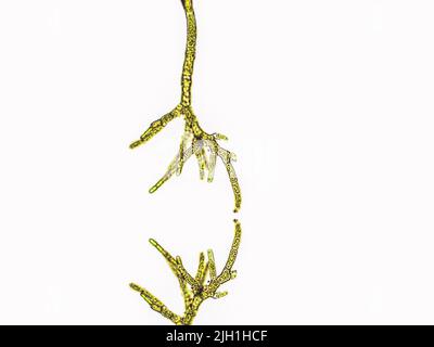 Algae under microscopic view, green algae, cyanobacteria, filamentous, Cladophora, Creation of Adam, Hand of God Stock Photo