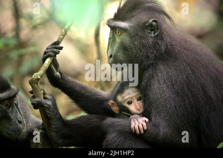 A Sulawesi black-crested macaque (Macaca nigra) female individual with an infant in natural habitat in Tangkoko forest, North Sulawesi, Indonesia. Stock Photo