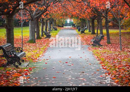 Seasonal landscape, autumn scene in Greenwich park, London Stock Photo