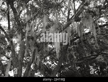 A Black and White Photo of Spanish Moss Hanging from an Old Tree Stock Photo