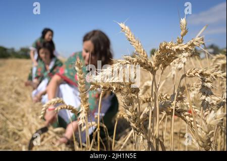 Bernburg, Germany. 14th July, 2022. Wheat ears stand in a field where harvesting is done by hand according to a historical model. The traditional mowing for the historic harvest festival in August took place on the trial field at the Bernburg campus of Anhalt University of Applied Sciences. The 26th Historic Harvest Festival will take place on August 27, 2022, on the estate of the DLG International Plant Production Center in Bernburg-Strenzfeld. Credit: Heiko Rebsch/dpa/Alamy Live News Stock Photo