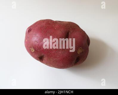 A Single Red Potato on a White Background Stock Photo