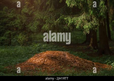 Mysterious coniferous forrest in summer. Path through the trees Stock Photo