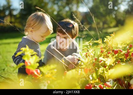 Cute toddler boy and his teenage sister admiring bright orange lantern-shaped flowers of physalis on summer day. Winter cherry branch outdoors. Beauty Stock Photo