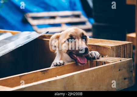 Playful Stray dog rescued by Ukrainian volunteers who rescue animals in Ukraine. Volunteers help Ukrainian pets Animal. Aid. Stock Photo