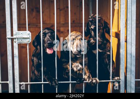 Several dogs in the enclosure of the animal shelter are waiting for food. The homeless dog was rescued by volunteers who rescue animals in Ukraine. Stock Photo