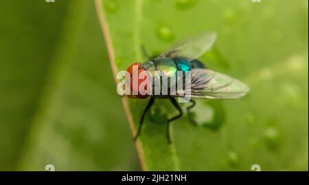 A closeup of a blow fly perched on wet green leaf Stock Photo