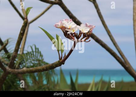 Flower on the beach of Cayo Santa Maria in Cuba Stock Photo