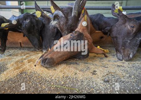 Goats eat corn feed on the farm. Stock Photo