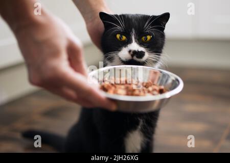 Domestic life with pet. Man giving feeding his hungry cat at home. Stock Photo
