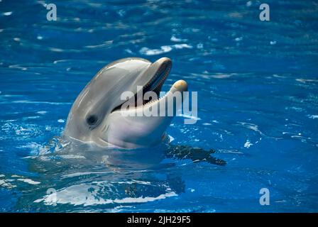Bottlenose dolphin in the surface of a pool with the mouth open Stock Photo