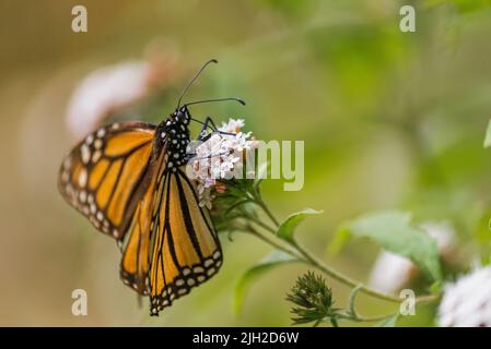 Beautiful monarch butterfly resting on a flower at a Mexican park Stock Photo