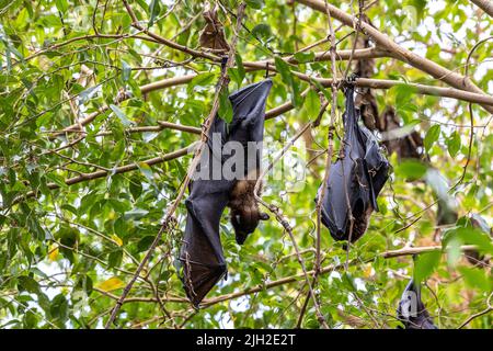 Straw-coloured Fruit Bat - Eidolon helvum, beautiful small mammal from African forests and woodlands, Bwindi, Uganda. Stock Photo