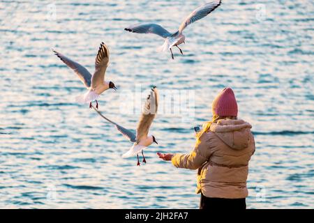 Minsk, Belarus - March 24, 2022: A girl feeds seagulls with her hand on the river bank and takes it on her smartphone Stock Photo