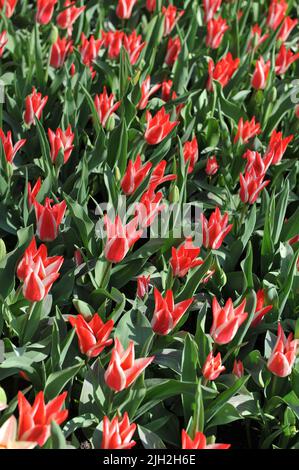 Red and white Greigii tulips (Tulipa) Pinocchio bloom in a garden in April Stock Photo