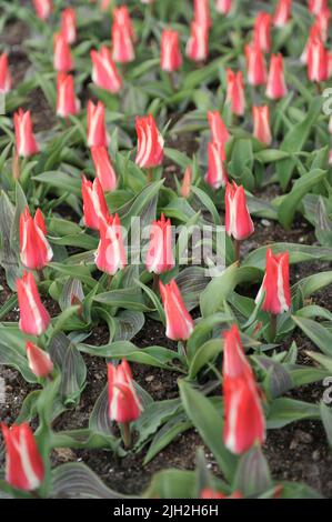 Red and white Greigii tulips (Tulipa) Pinocchio bloom in a garden in April Stock Photo