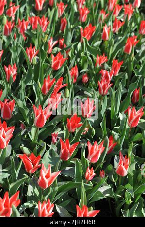 Red and white Greigii tulips (Tulipa) Pinocchio bloom in a garden in April Stock Photo