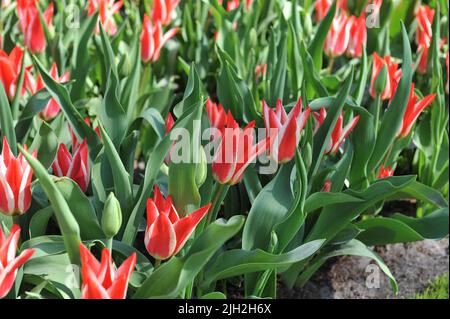 Red and white Greigii tulips (Tulipa) Pinocchio bloom in a garden in April Stock Photo