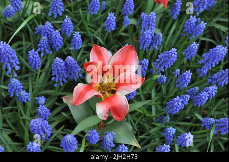 Red and white Greigii tulips (Tulipa) Pinocchio and blue grape hyacinth (Muscari armeniacum) bloom in a garden in April Stock Photo