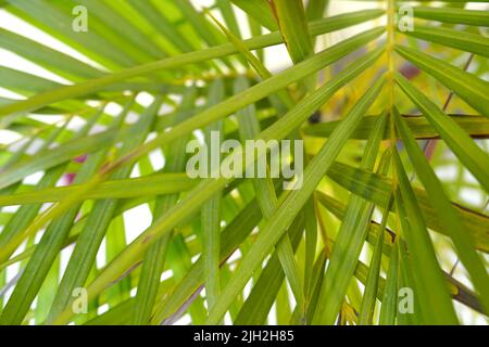 Beautiful Green Leaves background Stock Photo