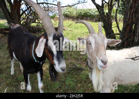 billy goat during summer time under a tree. happy goats enjoy outdoor time at bodensee. also very patient and happy also to receive a full portrait. Stock Photo