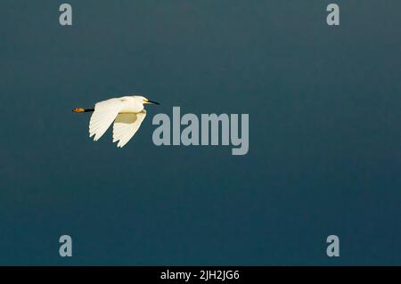 Snowy egret flight Stock Photo