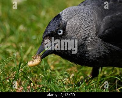 Western jackdaw (Coloeus monedula) in its natural environment Stock Photo