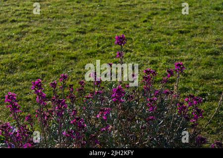 Spiky purple spring flowers in garden setting with space for copy Stock Photo