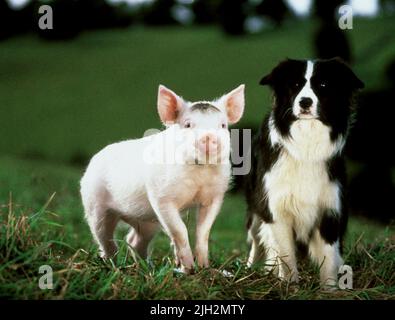 BABE,REX, BABE, 1995 Stock Photo