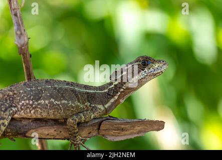 Lizard on branch in Costa Rica Stock Photo
