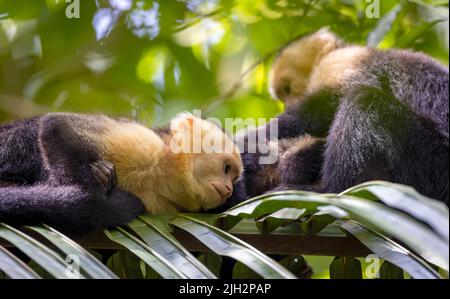 Pair of white-faced capuchins at rest in forest canopy Stock Photo