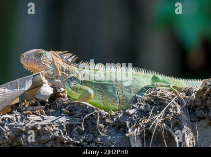 Male Green Iguana at beach in Manuel Antonio Stock Photo