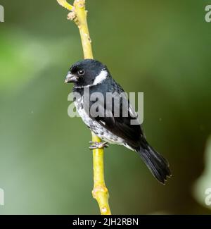 Variable seed eater perched on branch in Costa Rica mountains Stock Photo
