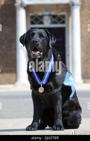 Handout photo issued by the PDSA of Oliver, 6, a black labrador wearing his PDSA Order of Merit medal at an awards ceremony at Armoury House, London. Issue date: Thursday July 14, 2022. Stock Photo