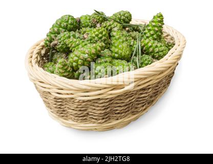 In a small basket fresh pine cones  on a white background to prepare a traditional medicinal folk remedy Stock Photo