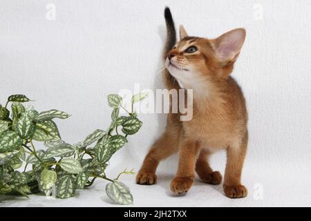 Abyssinian kitten, white wall background. Young beautiful purebred red short haired kitty. Small cute pets at cozy home. Top view banner. Funny Stock Photo