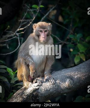 portrait of wild rhesus macaques.this photo was taken from Sundarbans,Bangladesh. Stock Photo